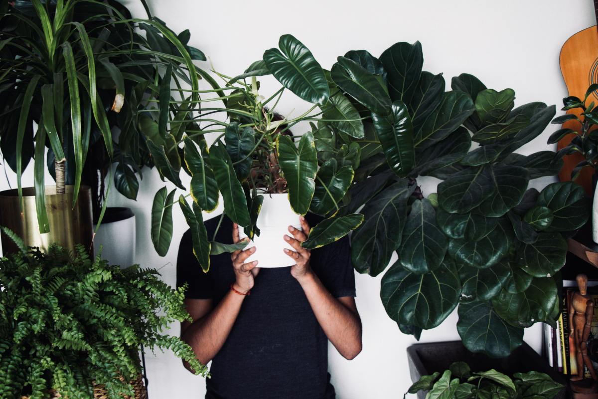 How to Keep Beginner Houseplants Alive and Thriving