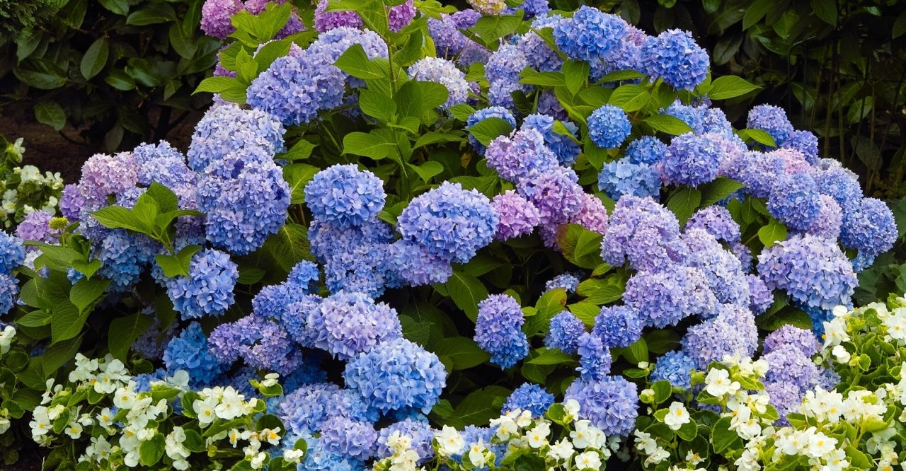 Best Companion Plants for Hydrangeas in a Woodland Setting