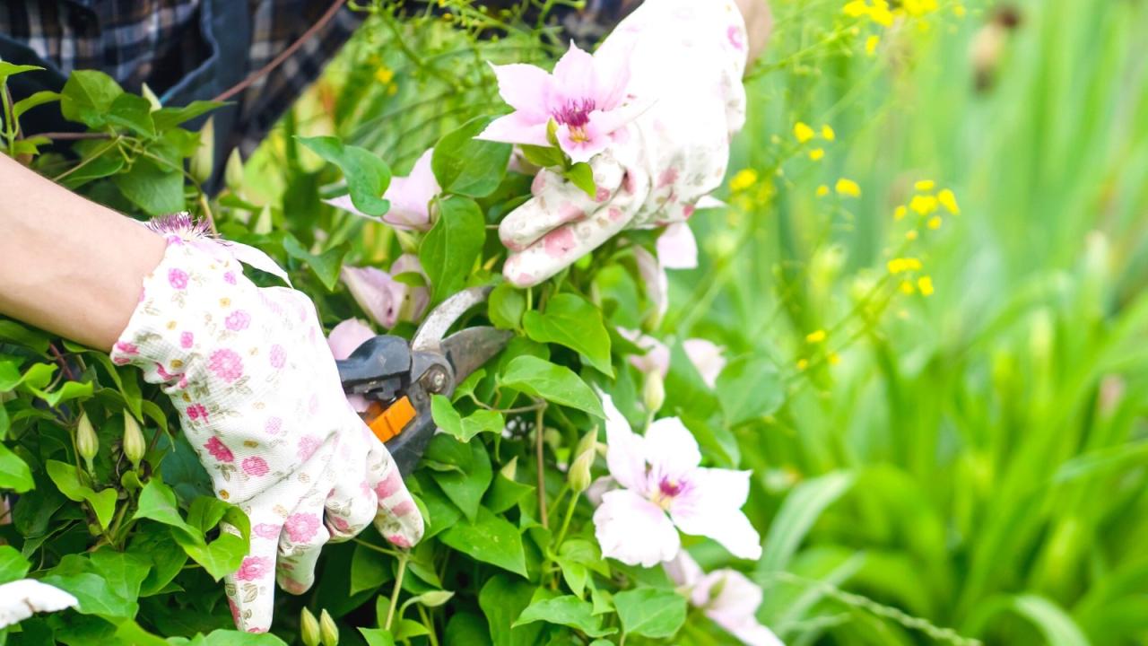 How to Effortlessly Propagate Clematis and Watch Your Garden Flourish