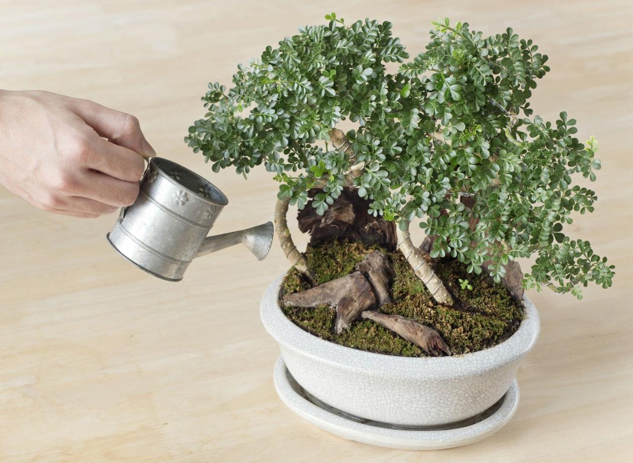 How To Keep Your Bonsai Happy And Healthy