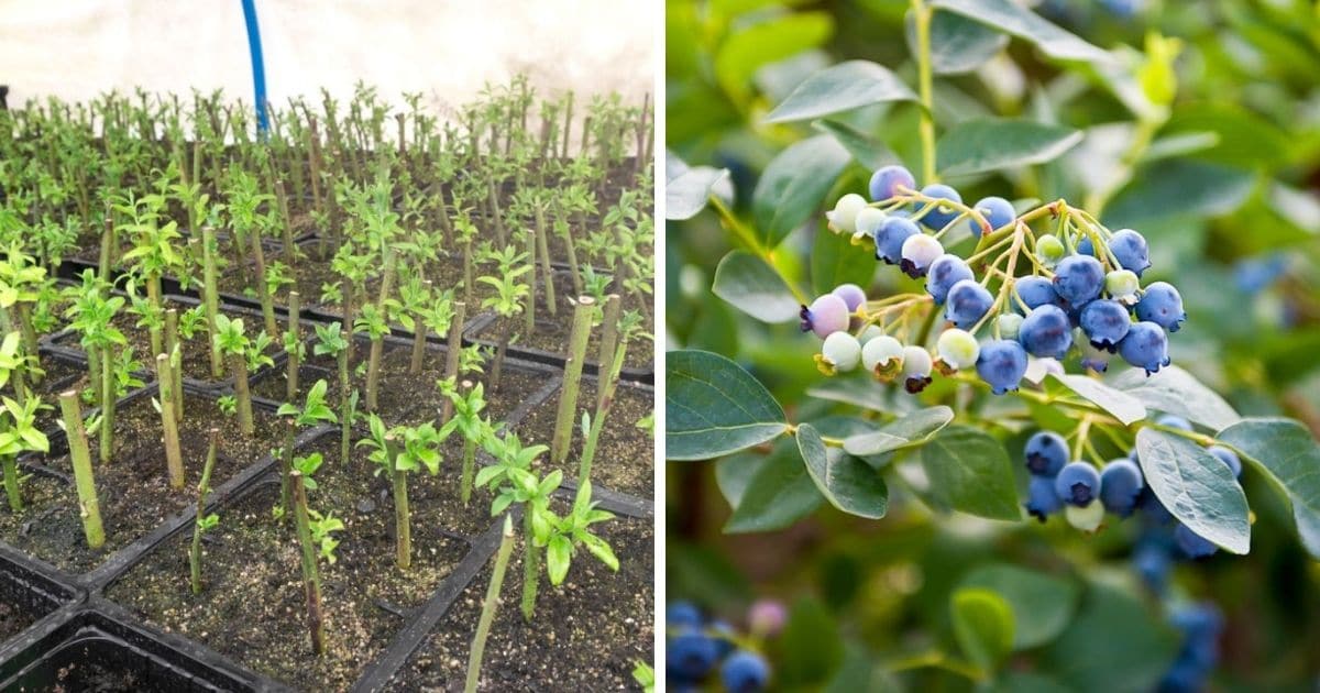 Blueberry Bush Propagation: Your Key to Growing More Berries