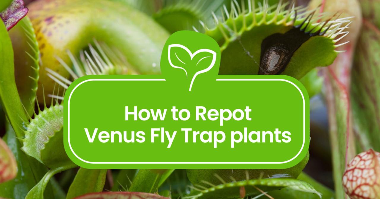 From Single to Multiple: The Science of Venus Fly Trap Propagation