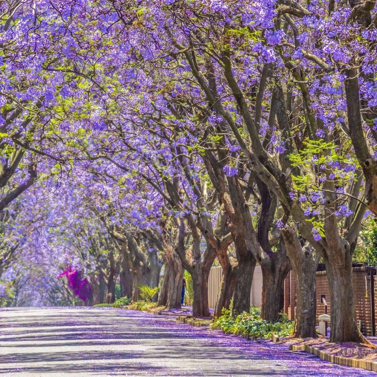 How to Use Jacaranda Tree to Enhance Your Garden: Tips for a Beautiful and Colorful Space