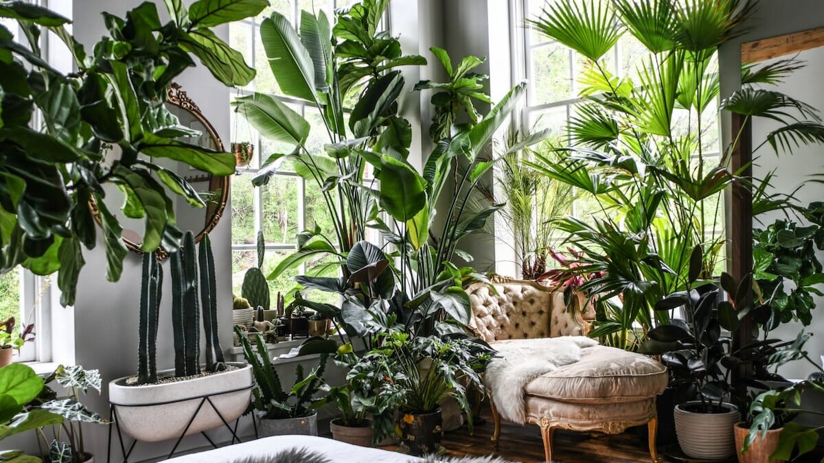 How to Style Your Home With an Arrowhead Plant