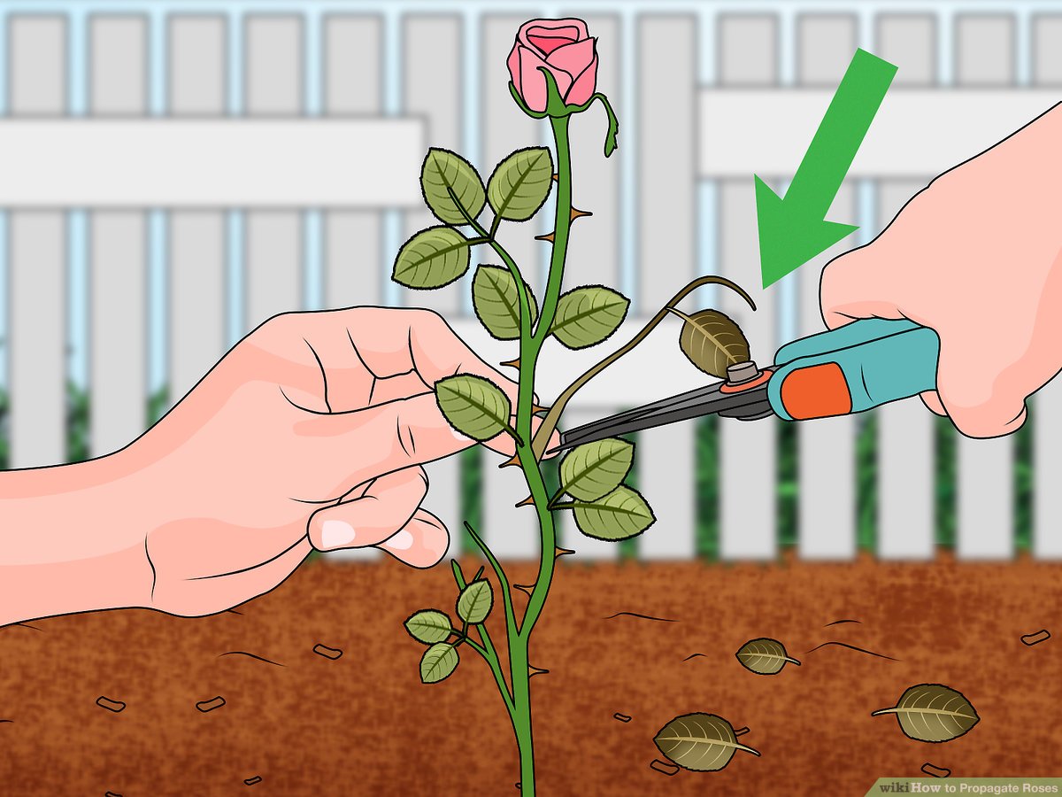 Propagate Roses from Cuttings: Secrets to a Stunning Garden