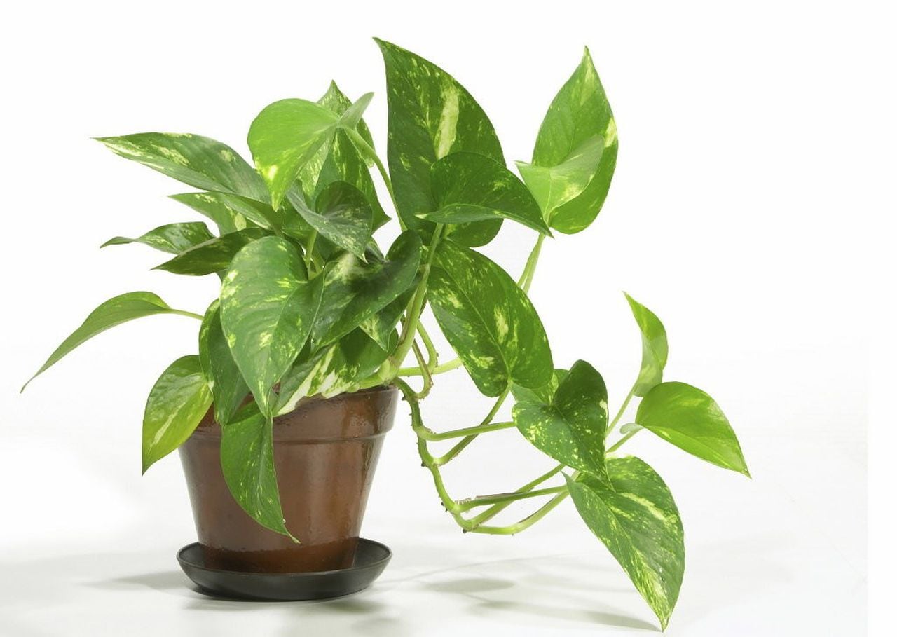 How to Identify Common Houseplants and Their Care Needs