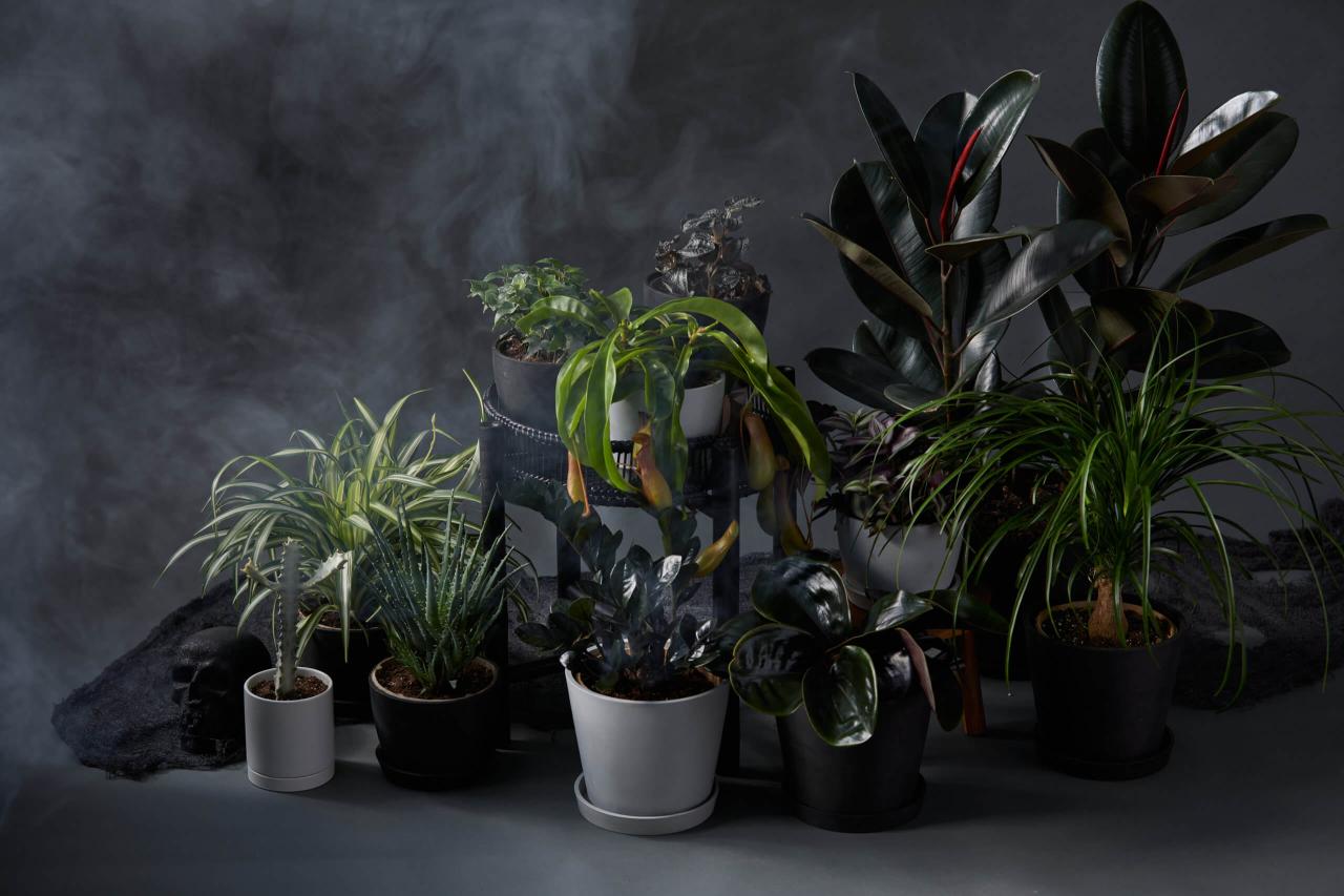 The Top Houseplants for a Ghostly Halloween Atmosphere