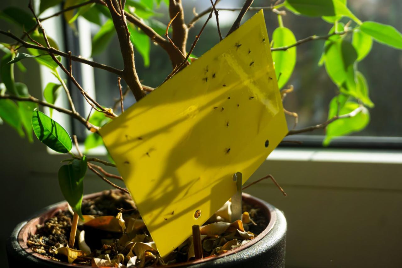 Gnats in Your Plants? Heres How to Fix the Problem