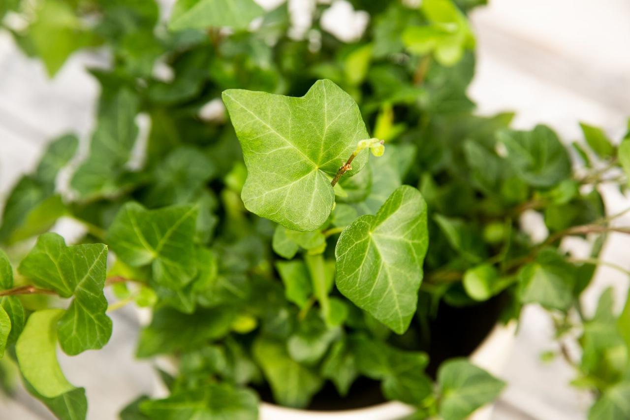 Propagate Ivy Successfully and Create a Green Paradise – Here’s How!