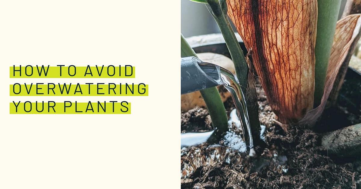 How to Prevent Overwatering Air Plants