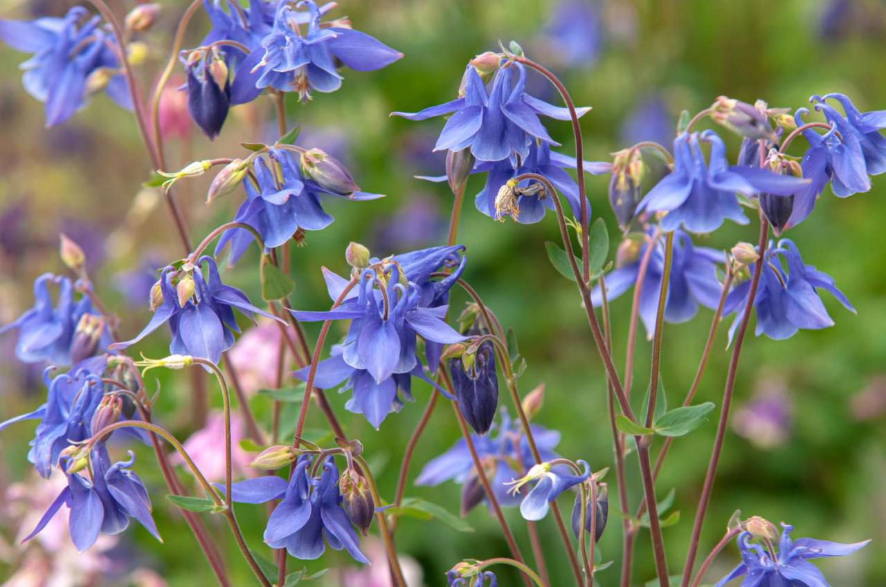 Stunning Columbine Gardens: Tips and Tricks