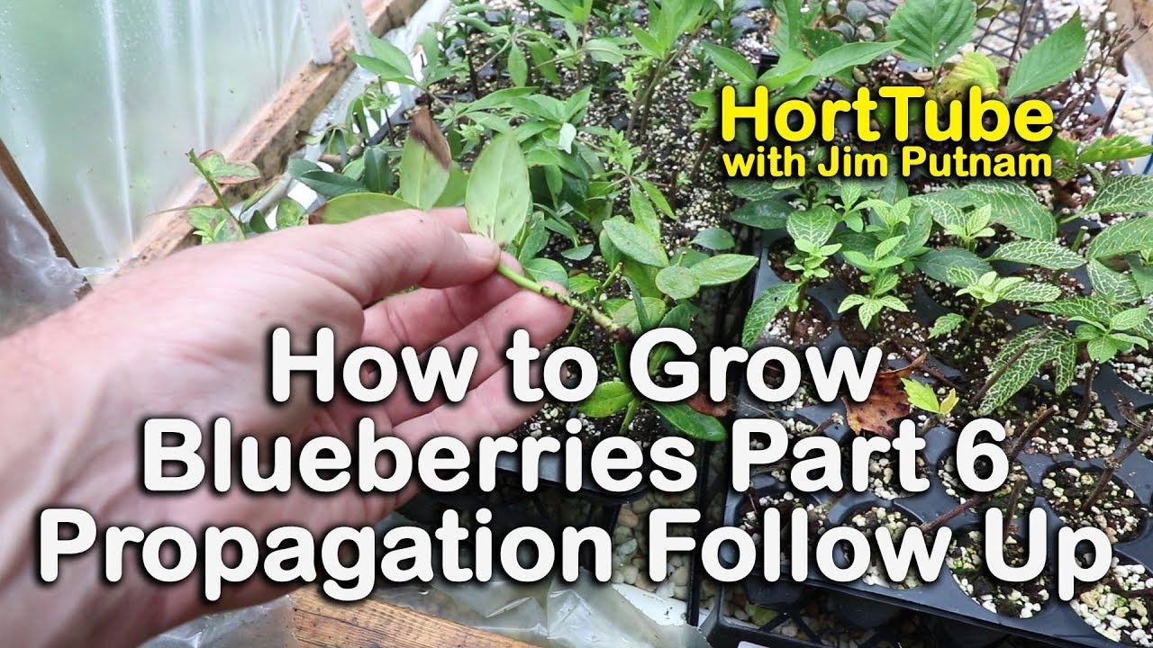 Blueberry Bush Propagation: Your Key to Growing More Berries