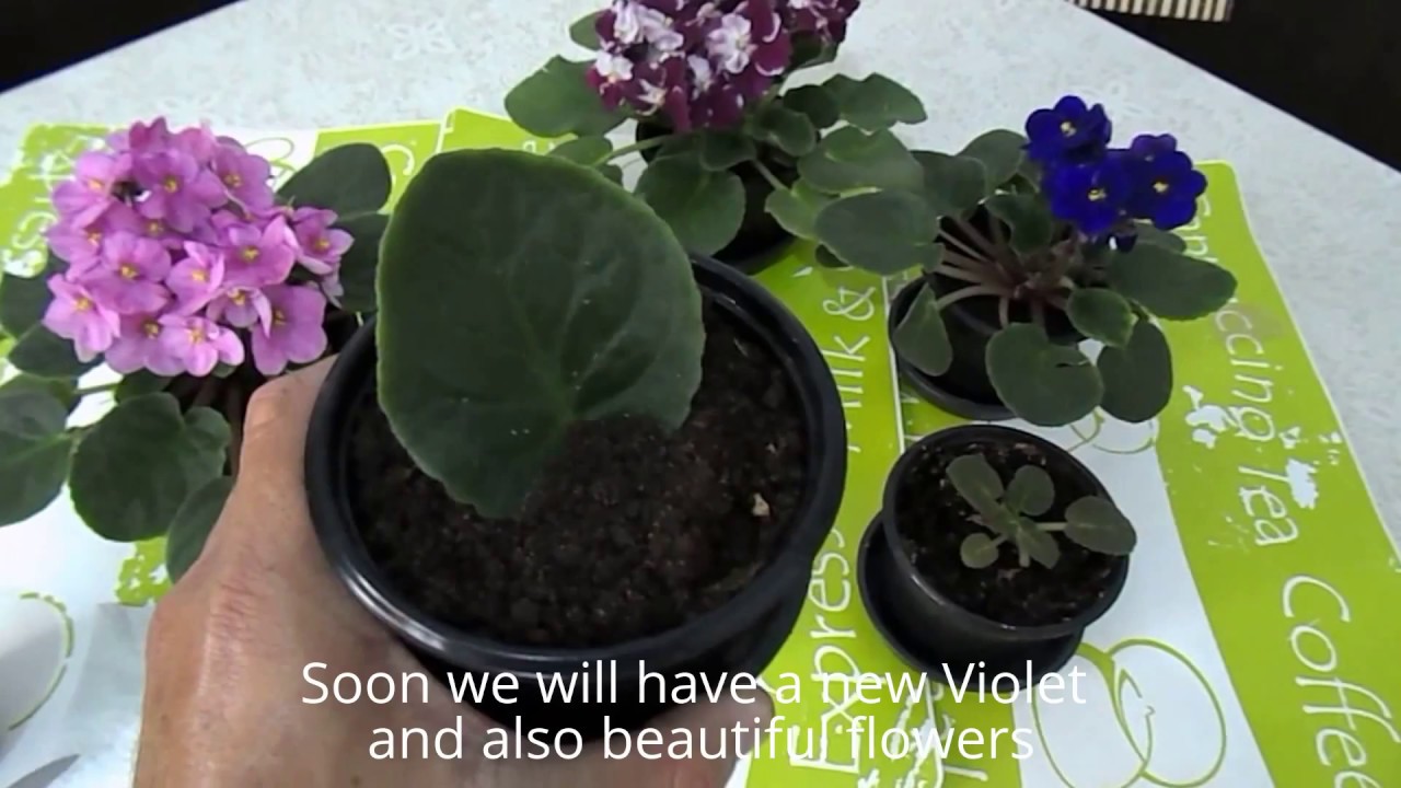 How to Grow Endless African Violets from One Plant