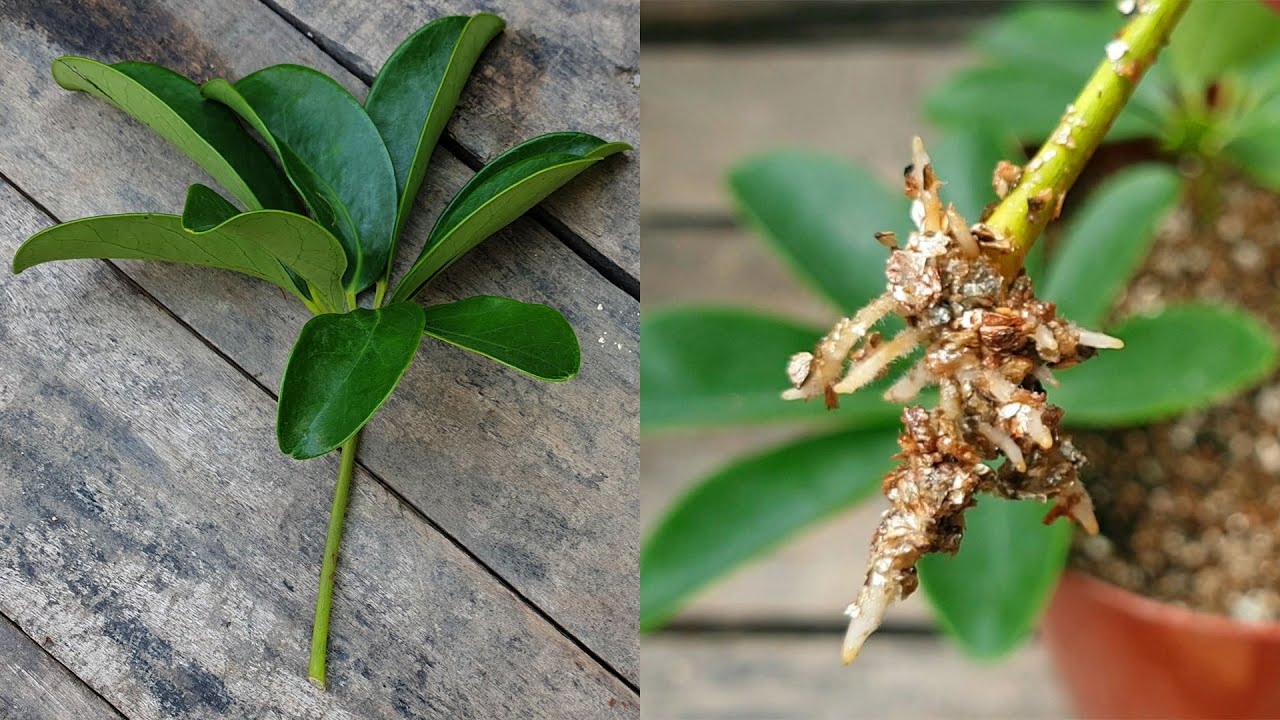 How to Achieve Successful Schefflera Propagation Every Time