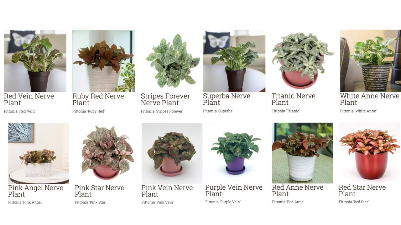 How to Identify Common Houseplants and Their Care Needs