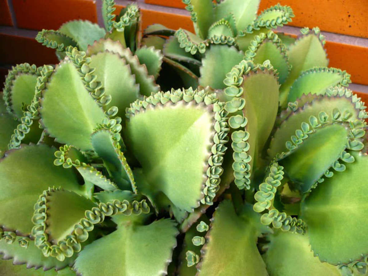 From One to Many: How to Propagate Mother of Thousands Like a Pro