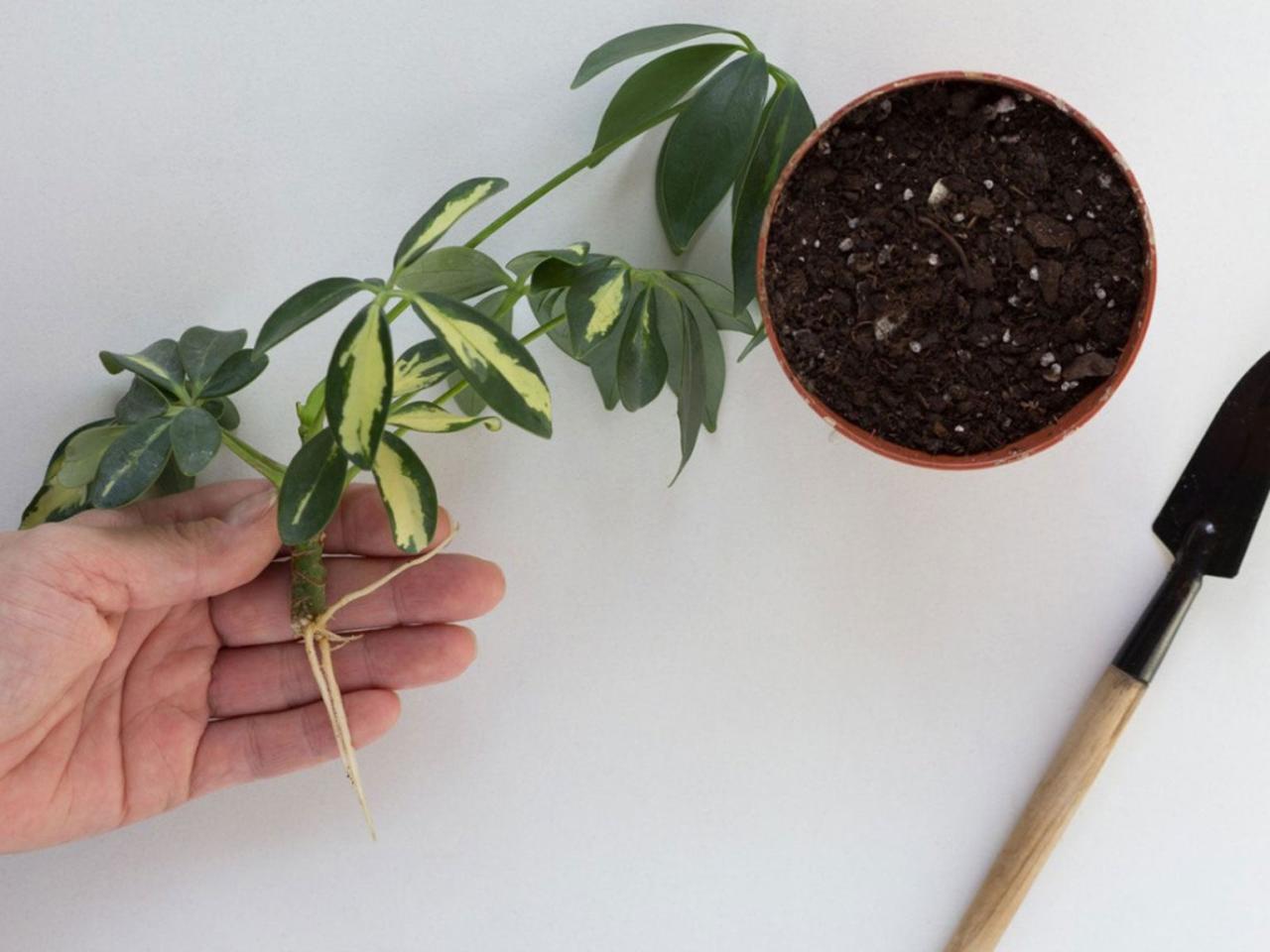 How to Achieve Successful Schefflera Propagation Every Time