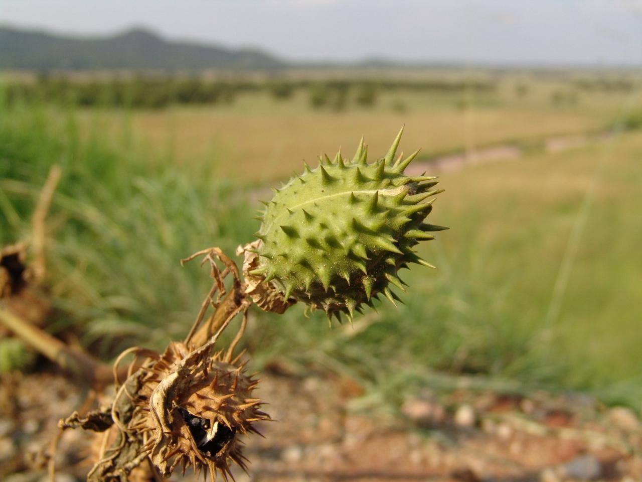 Why Spiky Seeds Are Critical for Biodiversity and Ecosystem Health