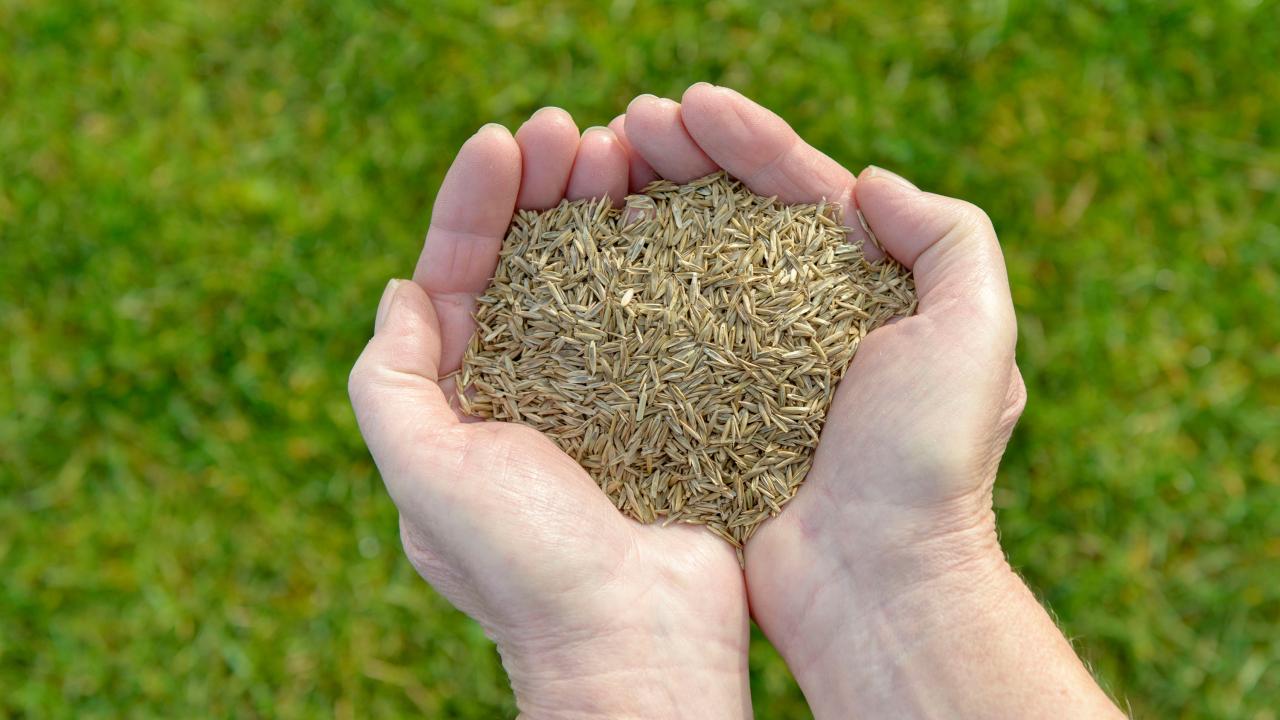 When to Sow Grass Seed for a Stunning and Healthy Lawn: Essential Timing Advice